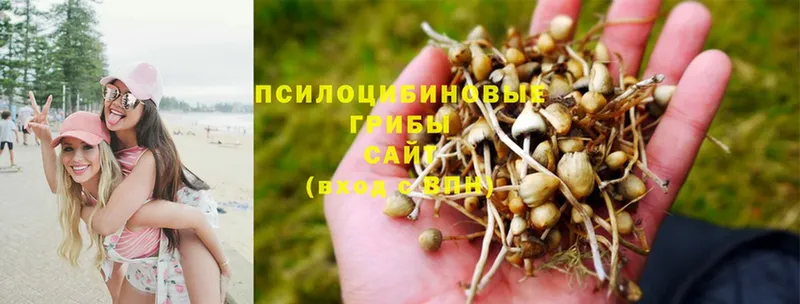 где купить наркоту  Фёдоровский  Псилоцибиновые грибы Psilocybine cubensis 